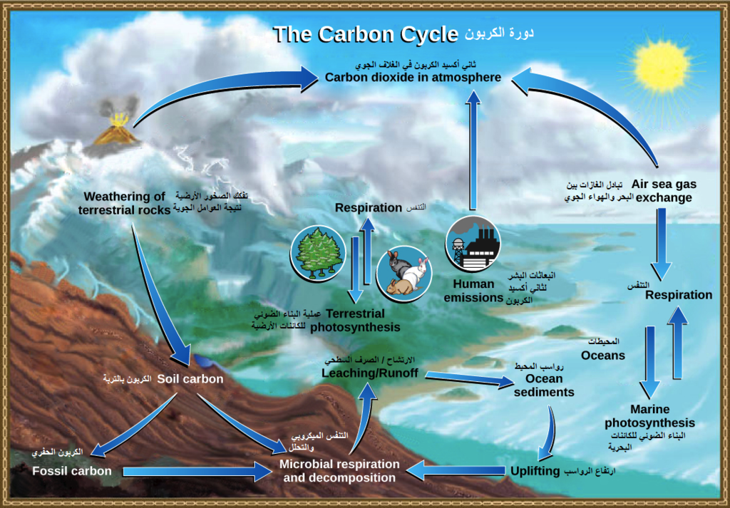 دورة الكربون في الطبيعة كيف تتنفس الكائنات الحية غاز ثاني أكسيد الكربون التنفس الخلوي تأثير الإنسان على دورة الكربون النباتات الطحالب