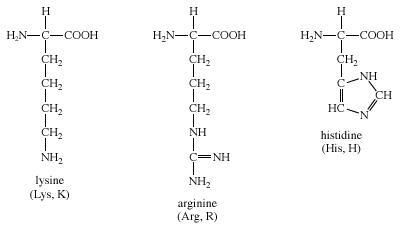 What amino acids amino acid organic molecules contain the essential amine group the carboxyl acid group the carbon proteins