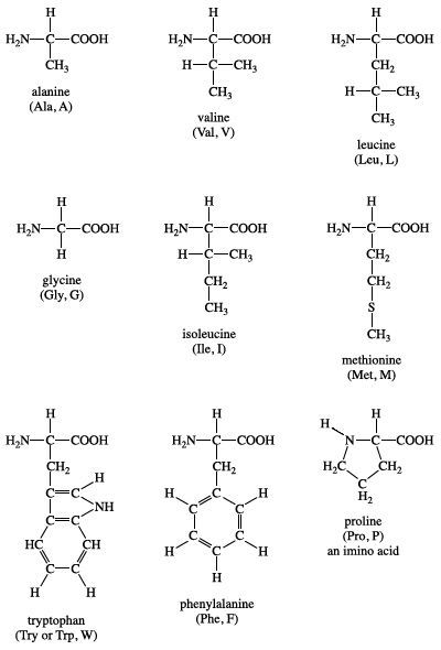 why are hydrophobic amino acids located in the interior