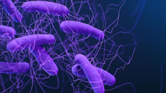 يحذر العلماء من تحول بكتيريا السعال الديكي إلى بكتيريا خارقة! - الجراثيم المقاومة للصادات الحيوية - البكتيريا المقاومة للمضادات الحيوية