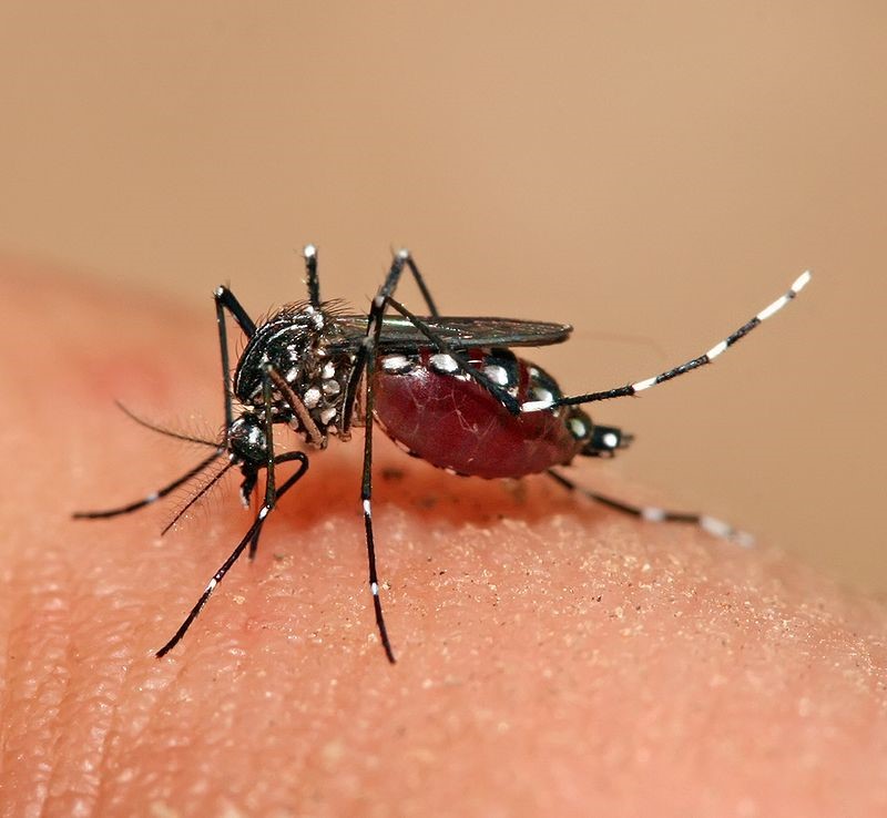 البعوضة الزاعجة Aedes mosquito