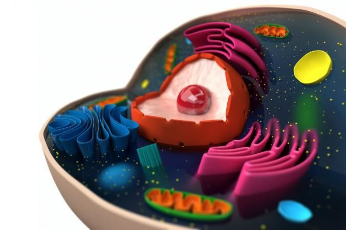 دور الجسيم المركزي في الخلية الحيوانية