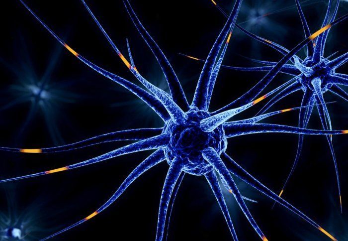 مكابح الخلايا العصبية: كيف تنتقل الإشارة الكهربائية على طول العصب الحويصلات الناقلات العصبية النواقل العصبية SNARE proteins