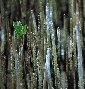 الجذور ما هي الجذور في النباتات النباتات الوعائية الأنسجة الخارجية الأنسجة الداخلية الجذر القلنسوة امتصاص الماء فظ الغذاء الاحتياطي