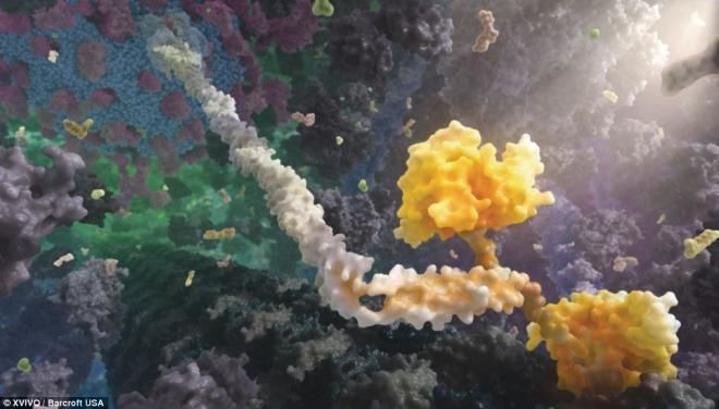 كيف تبني خلايانا البروتين أنا أصدق العلم