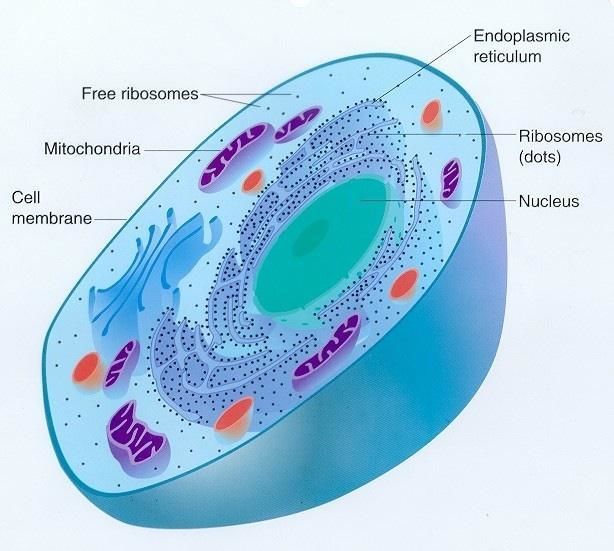 اي نوع من الخلايا يقوم بتدمير البكتيريا التي تدخل الجسم
