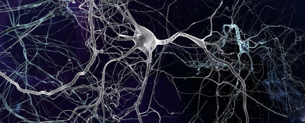 علماء يكتشفون نوعًا جديدًا من الخلايا العصبية