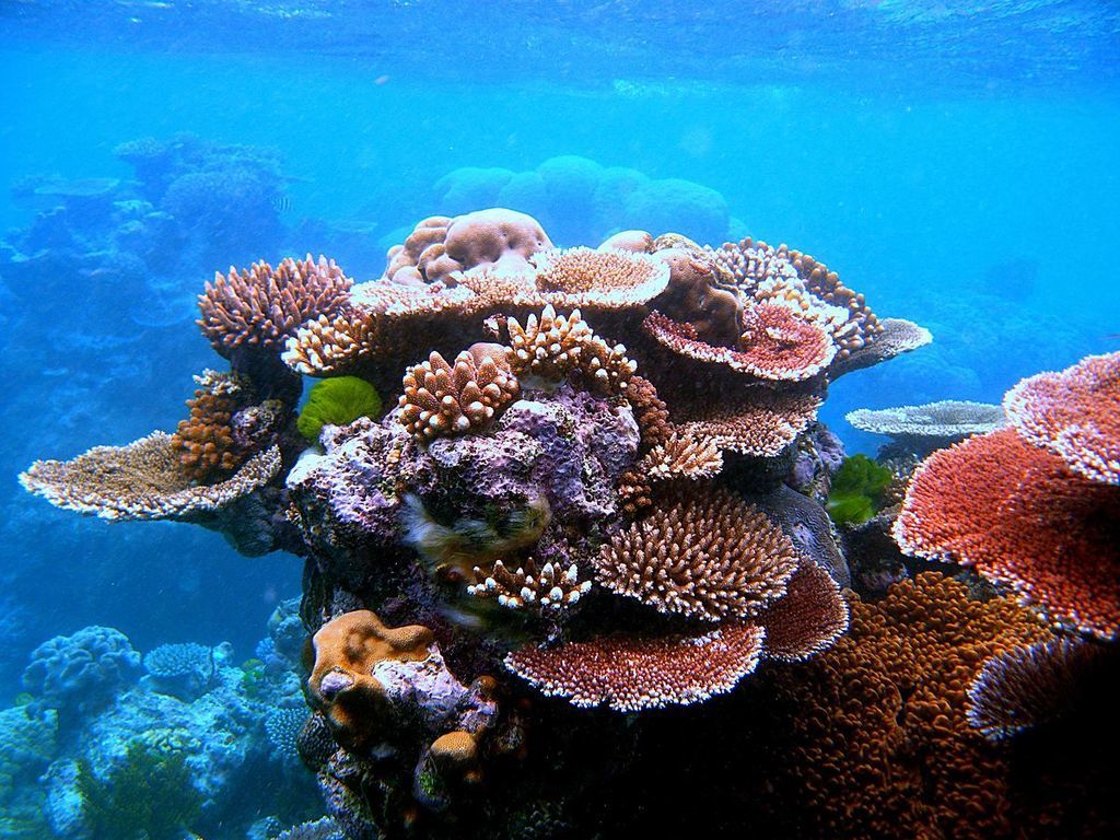 الشعاب المرجانية المرجان المحيطات البحر