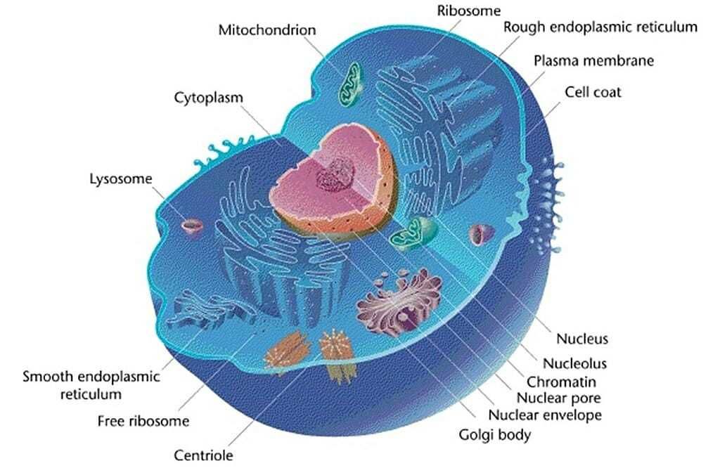 شرح الصورة المكونات الأساسية للخلايا الحيوانية حقيقية النوى. 