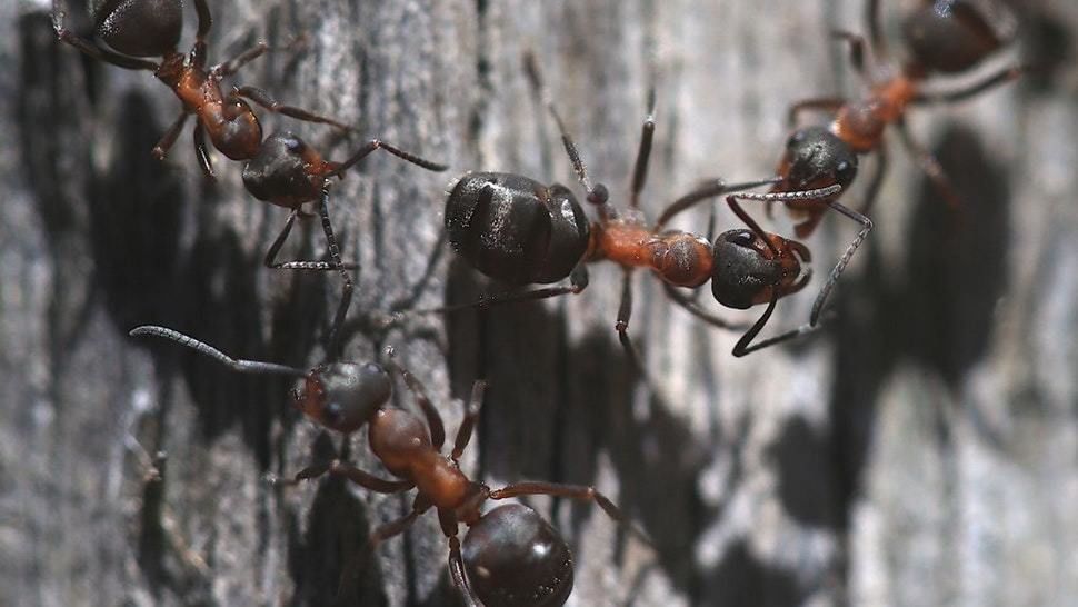 تمكُّن النمل المحجوز في مستودع نووي سوفيتي من النجاة بطريقة مرعبة جدًا عيش مجموعة من النمل دون وجود طعام أو ضوء أو مهرب في مستودع نووي