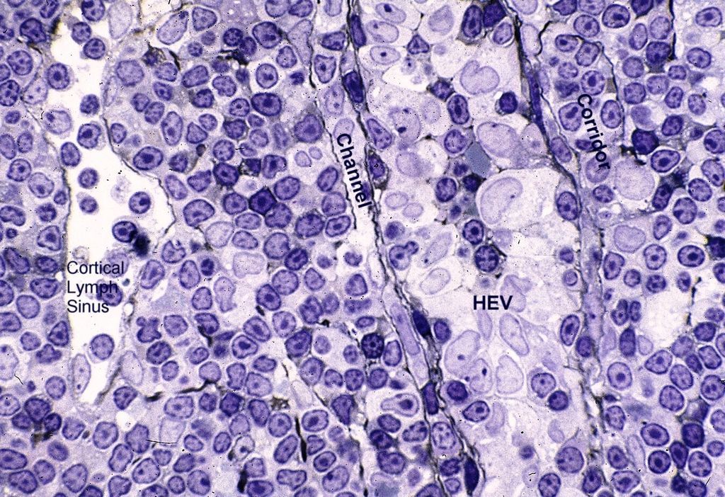 النسيج الدموي واللمفي الأنسجة المادة بين الخلوية الخلايا