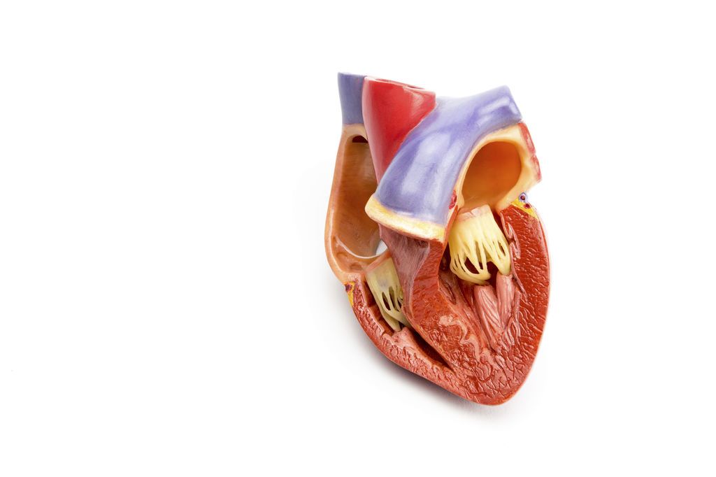اعتلال عضلة القلب الضخامي: الأسباب والأعراض والتشخيص والعلاج مرض يصيب عضلة القلب، ما يؤدي إلى زيادة حجم العضلات أو تضخمها