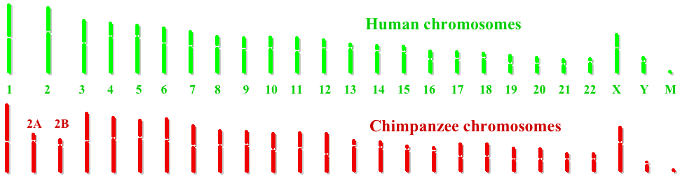 مشروع جينوم الشمبانزي مشروع الجينوم البشري دراسة جينات الرئيسيات الأمراض الوراثية الجينات المشتركة بين الإنسان والشمبانزي جينوم البشر