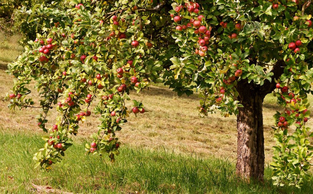 كل ما تريد معرفته عن التفاح فوائد التفاح الصحية حقائق غذائية حول الفاكهة تاريخه تأثير التفاح على الأسنان أضرار تناول بذور التفاح