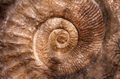 اكتشف فريق بقيادة باحثين من جامعة ستانفورد موقعًا واحدًا يسجل تطور الحياة على مدى 120 مليون سنة مذهلة من تاريخها. تاريخ الأرض الجيولوجي