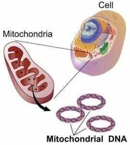 شرح الصورة: الجزيء الشرح الصورة: الجزيء الدائري للـ DNA الميتوكوندري.