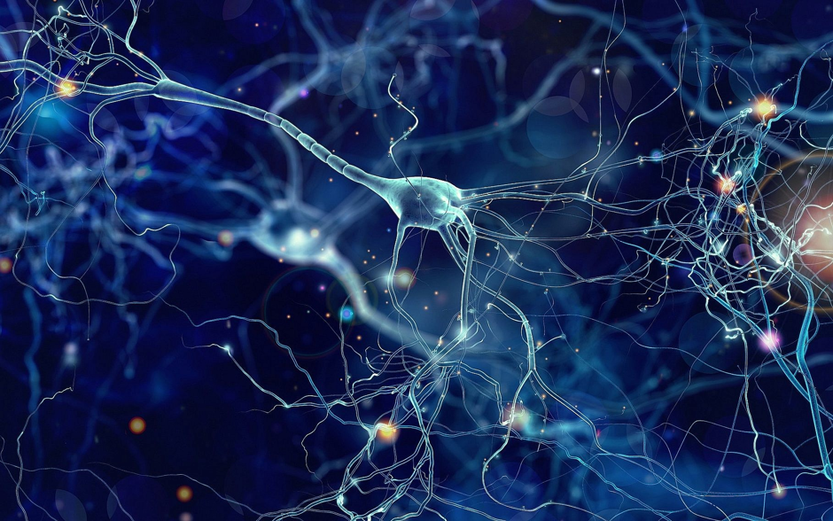 اكتشاف نوع جديد من الإشارات العصبية قد تساعدنا على فهم طريقة عمل الدماغ البشري - تتبادل العصبونات المعلومات عبر إشارات كيميائية وكهربية 
