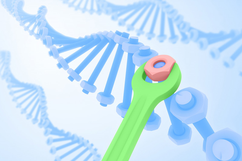 اكتشاف العملية المعقدة لإصلاح الحمض النووي - الحمض النووي الريبوزي منقوص الأكسجين (DNA) التالف في أنوية الخلايا - ثبات الجينوم
