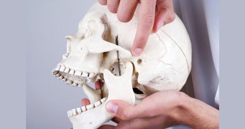 حدد علماء التشريح طبقة عضلية جديدة في الفك البشري!