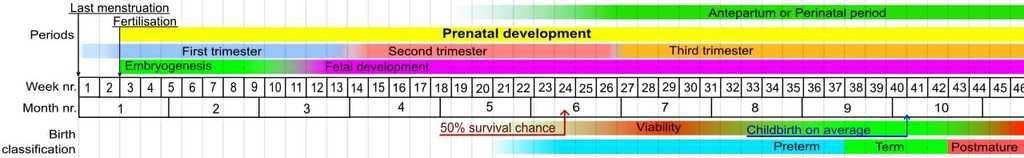 مراحل التطور الجنيني في الرحم خلال الحمل مراحل طور الجنين في الرحم كيف يتشكل الجنين قبل الولادة الطفل خلال فترة الحمل الحمض النووي