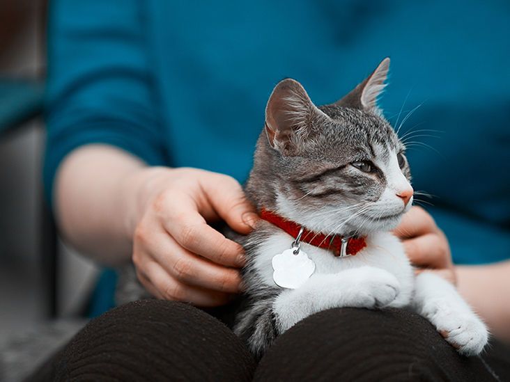 داء المقوسات القطط الإصابة المرض