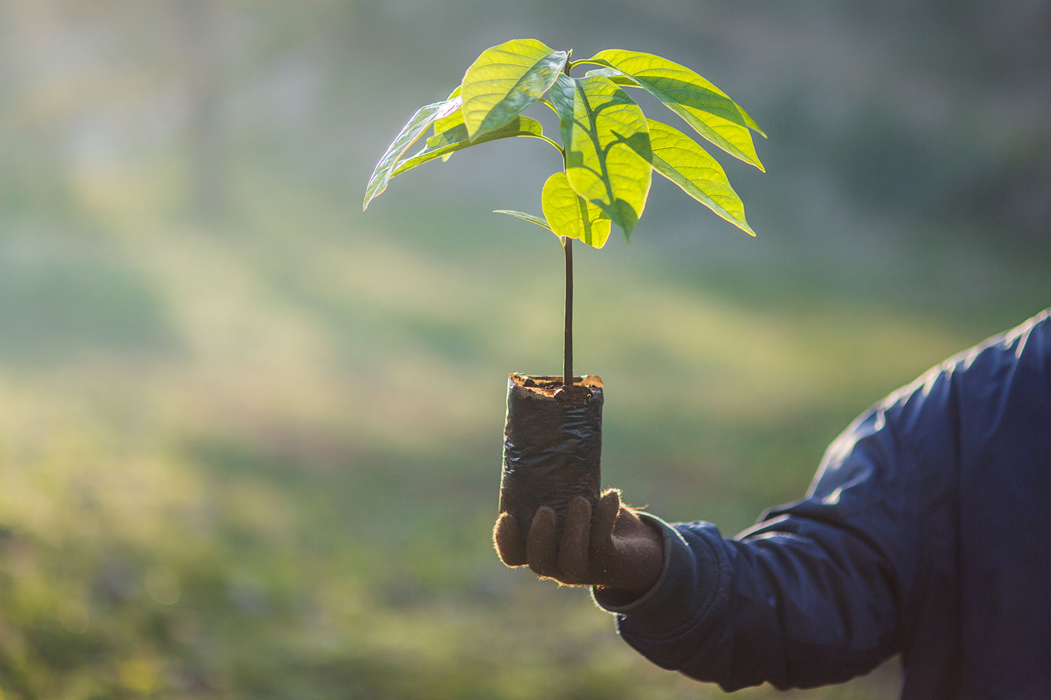 وفقًا للعلم سنستعرض مدى تأثير زراعة الأشجار على المناخ - هل من الممكن أن تساهم زراعة الأشجار في القضاء على الاحتباس الحراري