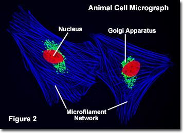 حقيقيات النوى الخلية الحيوانية المتعضيات غشاء هيولي