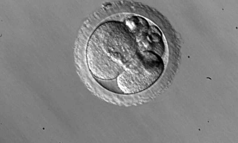 المضغة كيف تتشكل المضغة المرحلة التطورية المبكرة في الكائنات حقيقية النواة تخصيب البويضة المرحلة الجنينية الجنين البيضة الملقحة