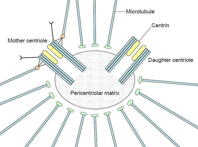 ما هو الجسيم المركزي في الخلية أنا أصدق العلم