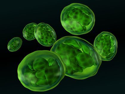 البلاستيدات في توجد الخلايا الخضراء البلاستيدات الخضراء