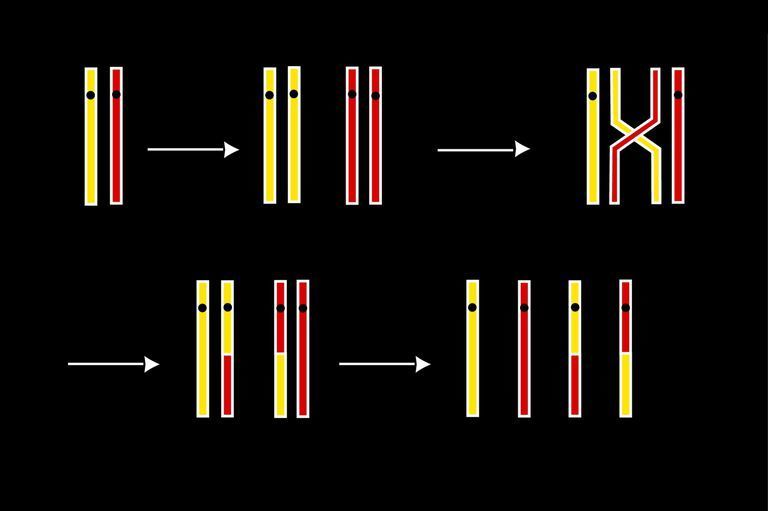 إعادة التركيب الجيني التعافي الذاتي الطبيعي وظائف التركيب الجيني الحمض النووي المادة الورائية الانقسام الاختزالي التكاثر الجنسي 