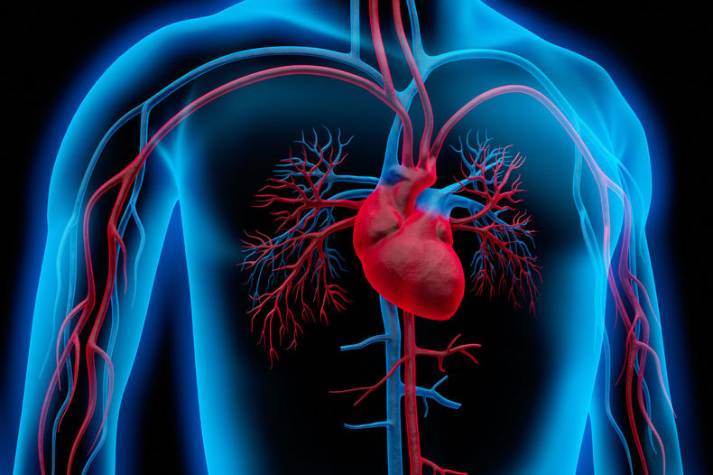 الصدمة القلبية: الأسباب والأعراض والتشخيص والعلاج - ضخ ما يكفي من الدم إلى أعضاء الجسم - انخفاض ضغط الدم - التعرق وبرودة الأطراف 