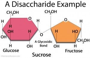 ما هي السكريات الثنائية Disaccharide أنا أصدق العلم