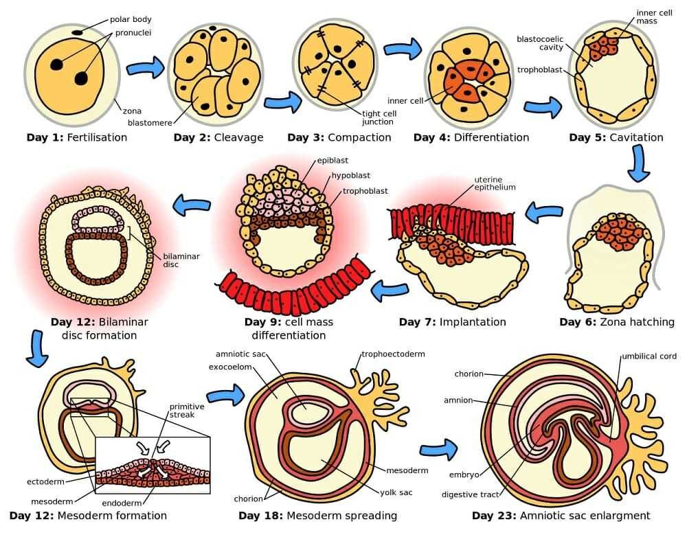 مراحل التطور الجنيني في الرحم خلال الحمل مراحل طور الجنين في الرحم كيف يتشكل الجنين قبل الولادة الطفل خلال فترة الحمل الحمض النووي