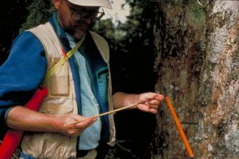 يستخدم العلماء أدوات مثل مثقاب الفلين الظاهر هنا في الصورة للحصول على عينات من حلقات الأشجار. يمكنهم بعد ذلك دراسة هذه العينات لتحديد الظروف المناخية خلال حياة الشجرة