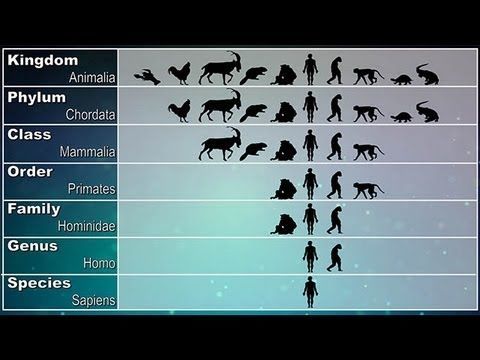 الكائنات الحية الى صنف العلماء انواع الزواحف