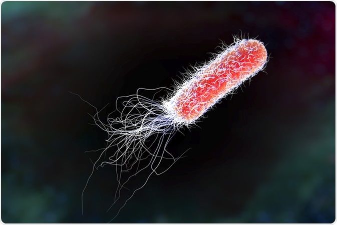 ما هي وظيفة الأهداب في الخلايا الحية السياط يساعد على حركة الخلايا البكتيريا وظيفة السوط في البكتيريا كيف تتحرك الجراثيم الحركة الخلوية