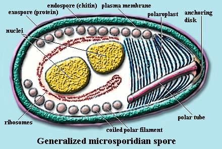 مكرويات الأبواغ عضويات وحيدة الخلية حقيقية النواة تنتمي لشعبة دقيقات الأبواغ Microspora طفيليات ضمن الخلايا تغزو كلًا من الفقاريات واللافقاريات