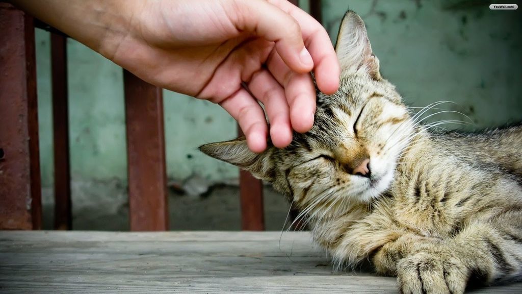 ما تأثير ملاطفة القطط والكلاب على صحتنا النفسية الصحة النفسية لطلاب الجامعات ملاعبة الحيوانات أليفة الحفاظ على صحتنا النفس عن طريق اللعب مع الحيوانات