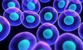 الخلية حقيقية النواة الخلايا الحية العضيات
