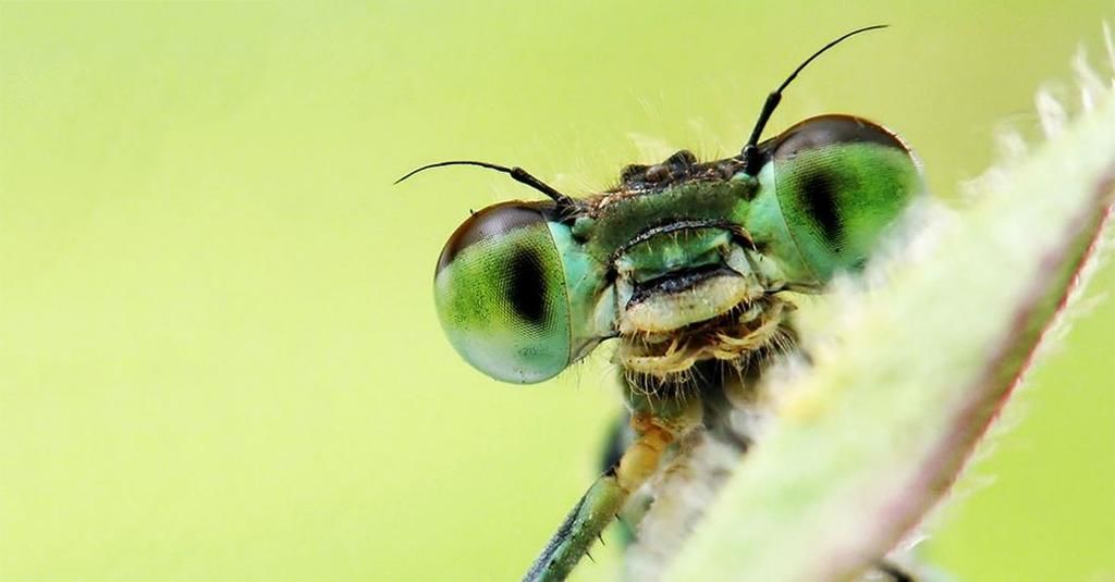 ما هي الحشرات مجموعة الحشرات في المملكة الحيوانية تشريح الحشرة مم يتكون جسم الحشرة الدبابير النحل النمل الفراشات تلقيح الأزهار