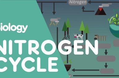 دورة النيتروجين شرح تفصيلي بالصور تثبيت النيتروجين في الغلاف الجوي الاستخدام المفرط للأسمدة المحتوية على النيتروجين البكتيريا