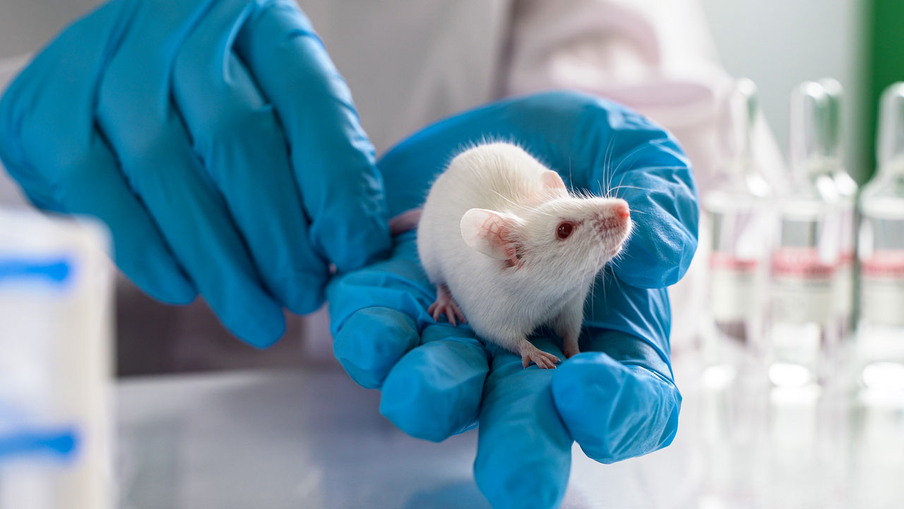 هل يمكن للأعضاء المصغرة المزروعة في المختبر استبدال الحيوانات في اختبار اللقاحات؟