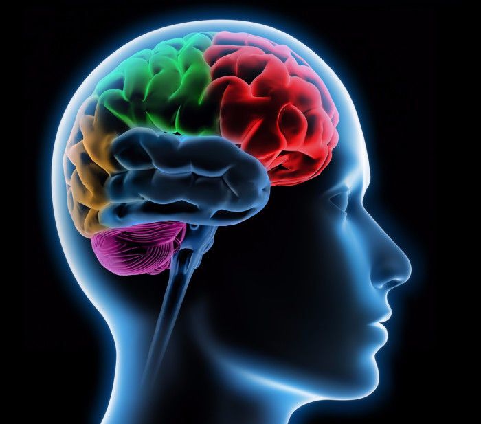 المرونة العصبية ودورها في علاج الإدمان تضرر الدماغ والتعافي من الإصابة اللاحقة به الخلايا العصبية الفردية تشكيل اتصالات جديدة أو مسارات عصبية جديدة 