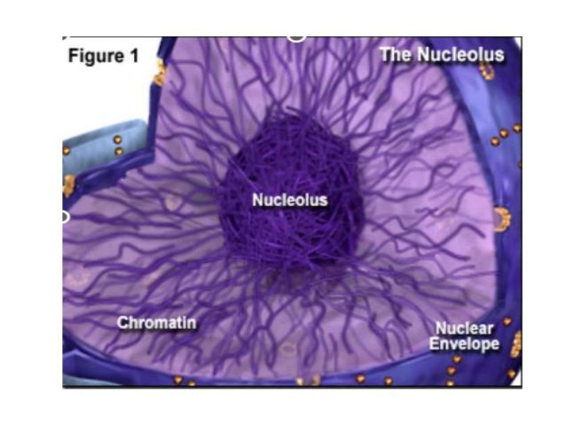 ما هي النوية ما هي وظيفة النوية في الخلية الحية نوية داخل نواة الخلية الحمض النووي الريبوزي الريبوسومي البروتين الفلوري البروتينات