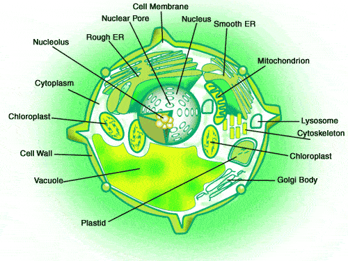 البلاستيدات الخضراء توجد في الخلية الحيوانية