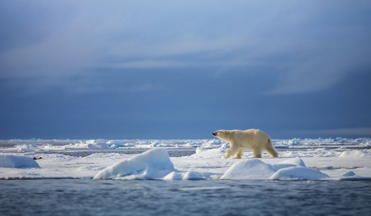 الملاذ الأخير لجليد القطب الشمالي يدخل طور الذوبان - الجليد البحري في القطب الشمالي يذوب بضعف سرعة ذوبان الجليد في بقية المحيط المتجمد الشمالي