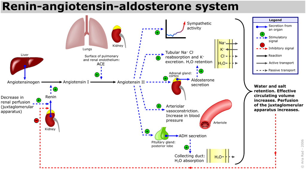نظام الرينين - أنجيوتنسين - ألدوستيرون