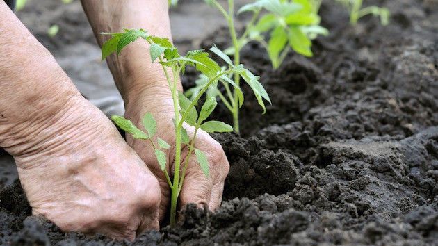 ما هي الزراعة العضويةوما الفرق بين الزراعة العضوية وغير العضوية المحاصيل الأسمدة البيولوجية المبيدات الحشرية النفايات الحيوانية النفايات النباتية