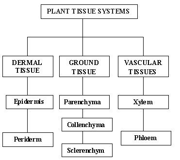 أنواع أنظمة الأنسجة النباتية